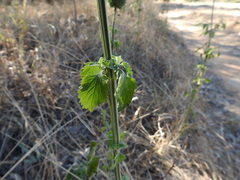 Leonotis nepetifolia nepetifolia