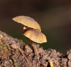 Simocybe phlebophora