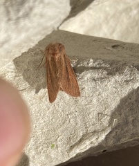 Denticucullus pygmina