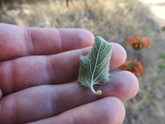 Leonotis nepetifolia nepetifolia