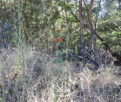 Leonotis nepetifolia nepetifolia