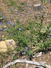 Hackelia velutina