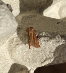 Denticucullus pygmina