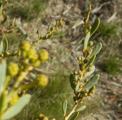 Acacia brachybotrya