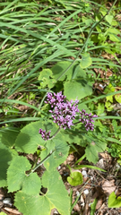 Adenostyles alliariae