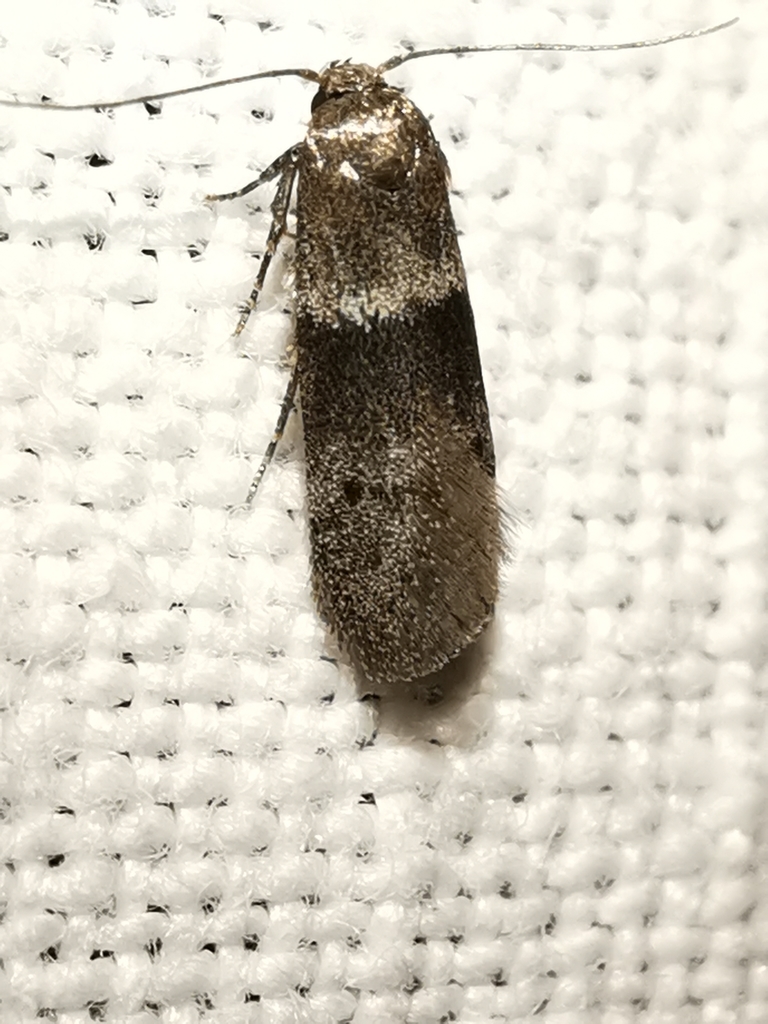 Hypatopa segnella