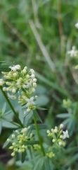 Galium mollugo