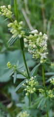 Galium mollugo