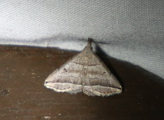 Lysimelia lenis