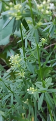 Galium mollugo