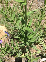 Hackelia velutina