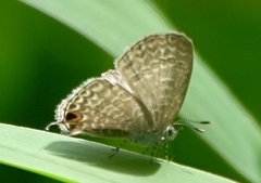 Catopyrops ancyra