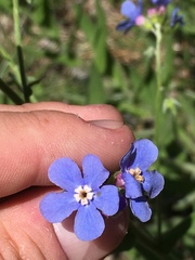 Hackelia velutina