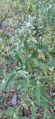 Chenopodium album