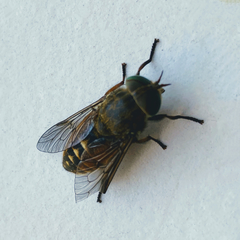Tabanus bovinus