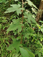 Rubus reflexus