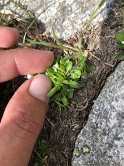 Cardamine bellidifolia alpina