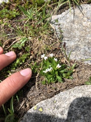 Cardamine bellidifolia alpina