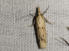 Ematheudes punctella