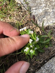 Cardamine bellidifolia alpina