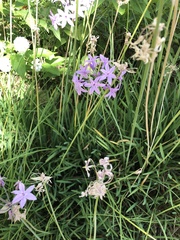Tulbaghia violacea
