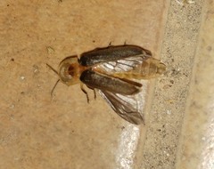 Lampyris nervosa