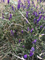 Vicia cracca