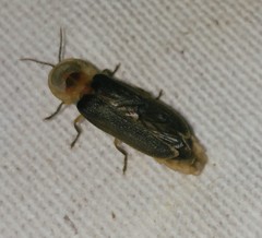 Lampyris nervosa