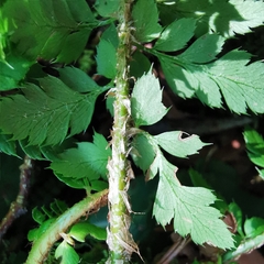 Polystichum aculeatum