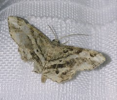Chiasmia aestimaria