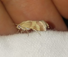 Tegostoma baphialis