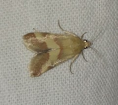 Tegostoma baphialis