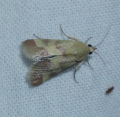 Tegostoma baphialis