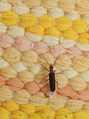 Nacerdes carniolica