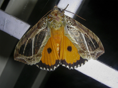 Eudocima materna