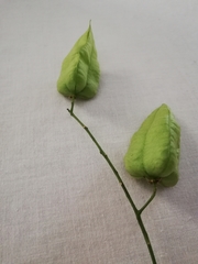 Koelreuteria paniculata