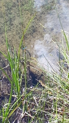 Enallagma cyathigerum