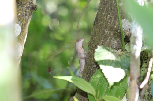 Anolis schiedii