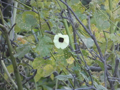 Hibiscus diversifolius diversifolius