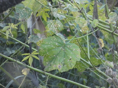 Hibiscus diversifolius diversifolius