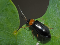 Luperus luperus