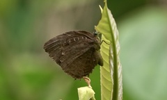 Arhopala centaurus nakula