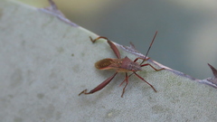 Mirperus jaculus
