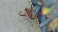 Mirperus jaculus