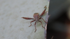 Mirperus jaculus