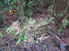 Hedychium gardnerianum