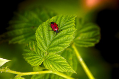Deraeocoris punctum