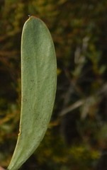 Acacia brachybotrya