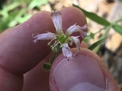 Silene bernardina