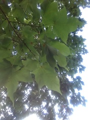 Acer